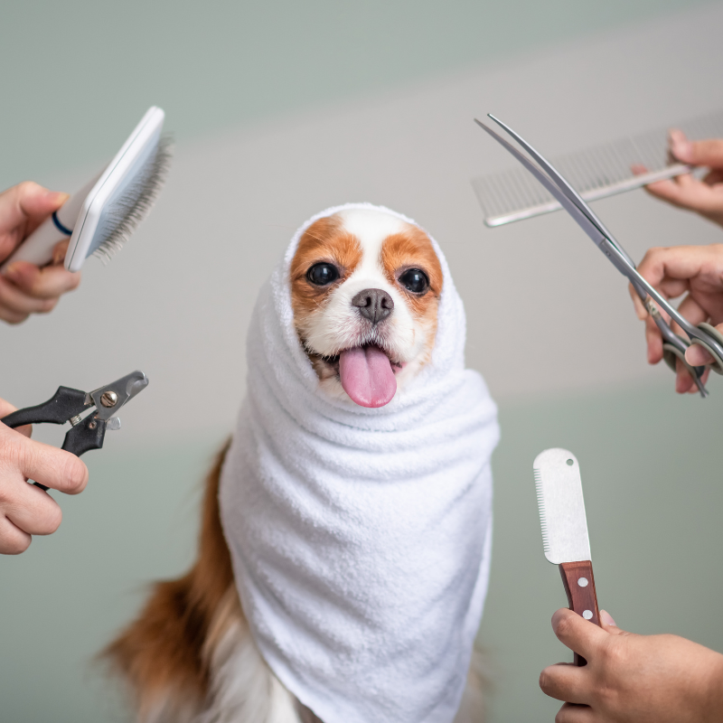 Progetto senza titolo (2) Toelettatura cani a Vignola