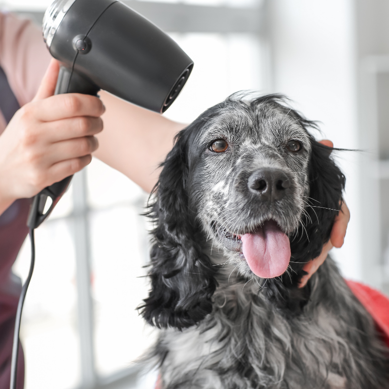 Progetto senza titolo (4) Toelettatura cani a Vignola